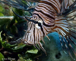 Close up of a lion fish in Utila by Susan Beerman 